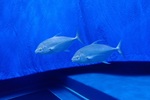 魚の写真