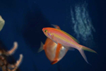 魚の写真